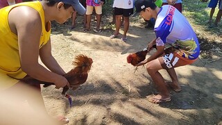 parehas ng nakaka dalawa yung mag kapatid kung manok🤫