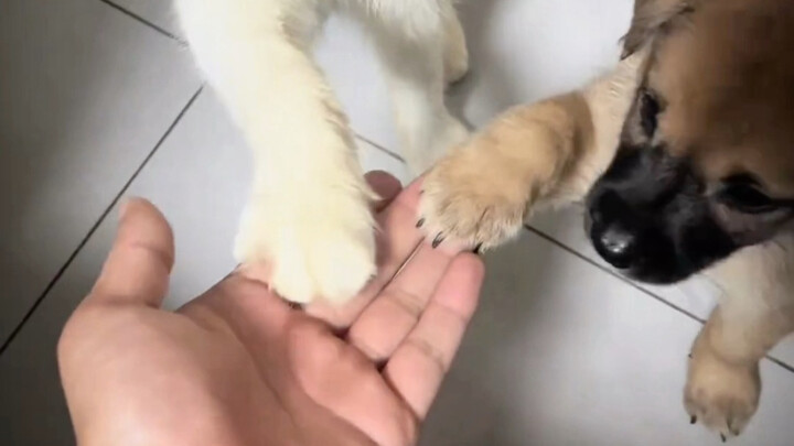 Kitten: If it gives it to you, I can too!