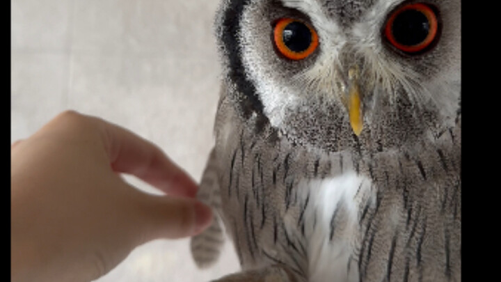 Let me show you what stinginess really means! I plucked a single feather from the owl, and it actual