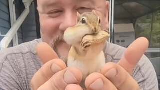 Ông chú ngày nào cũng miệt mài luyện tập một động tác để cắt vòng cổ ra khỏi cổ con sóc nhỏ, không n