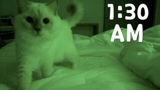 قسم الإجابات عن الفضول لمربي القطط – ماذا تفعل القطط في الليل؟