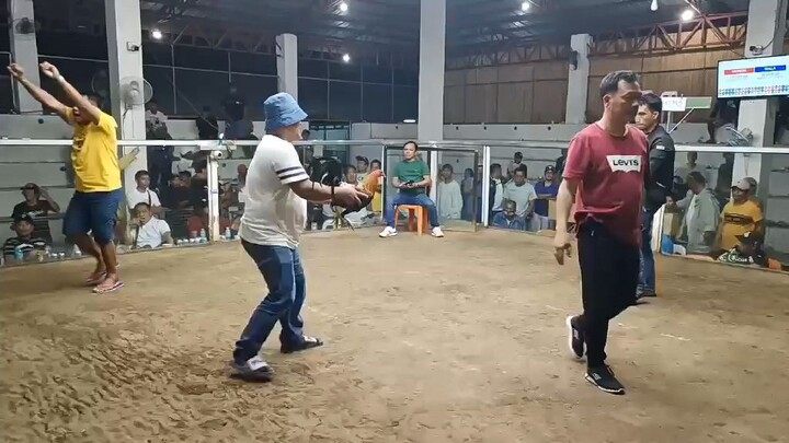 stag 11 months vs cock 3years old ..