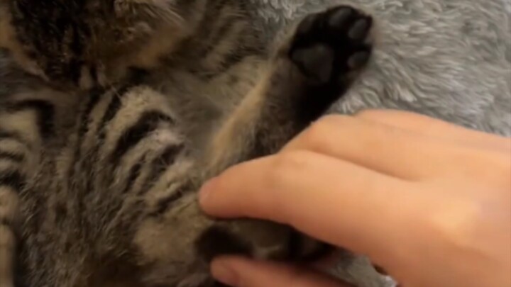 After getting a kitten, it’s really hard not to spoil it.
