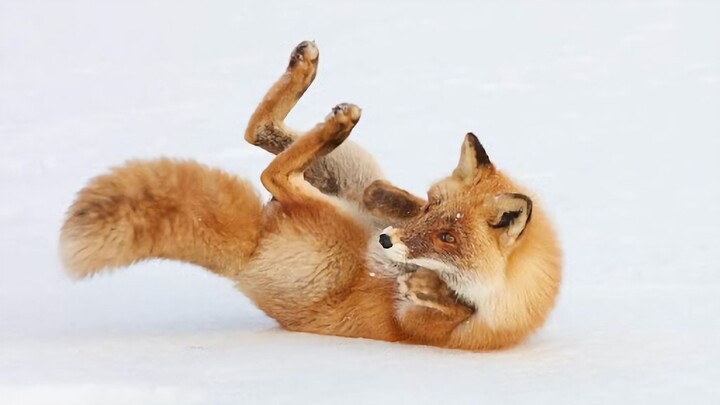 foxjio
