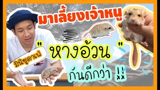 เจ้าหนูหางอ้วน  !!!!  แห่งทะเลทราย( Fat-tail gerbil ) Minizoo cafe EP.3