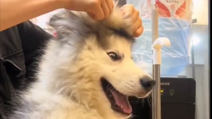 Nuôi chó cũng phải kiểu ngốc nghếch mà vui thế này