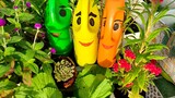 Tết nay trồng kiểng rau củ quả l   Bắp cải, ớt , gừng làm chậu kiểng l Vừa đẹp vừa có ăn.
