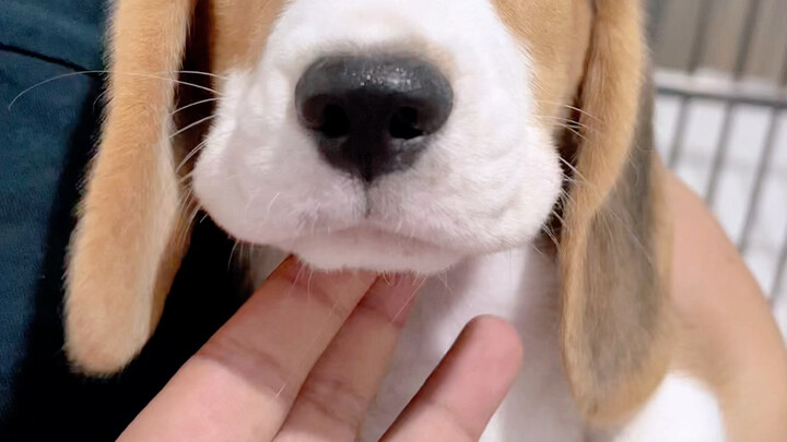 Gương mặt đáng yêu của em trai