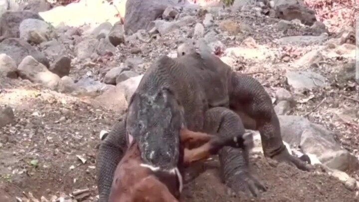 comodo dragon eat swallow goat