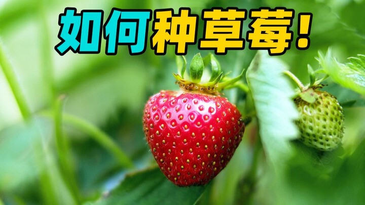 Làm thế nào để trồng dâu tây?