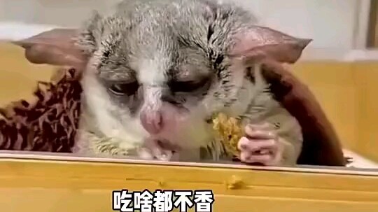 ลิงซากุระเลี้ยงในบ้านของชาวเน็ตต่างชาติที่ดูเซื่องซึมทุกวัน พอได้แนะนำให้มีแฟนก็กลับมาคึกคักเป็นพลัง
