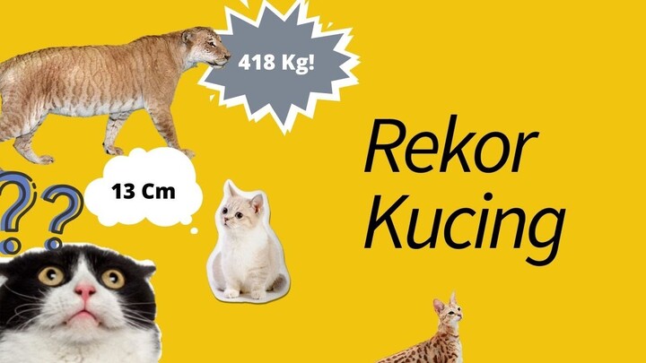 10 Rekor MENCENGANGKAN Kucing di Seluruh Dunia