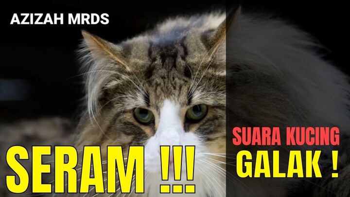 Suara Kucing Seram Mau Berkelahi Galak Banget