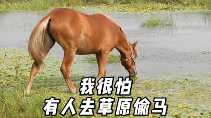 ทุ่งหญ้าฟรี แต่ม้าไม่มีใครดูแล ระวังจะถูกขโมยอีกจนได้รับอันตราย