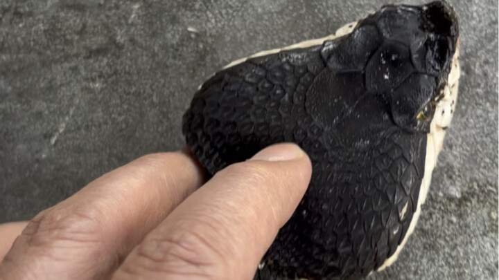 Rắn ngũ bộ nuôi 8 năm đã chết