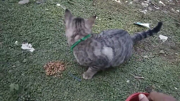 Kasih Makan Kucing Tetangga Yang Sedang Kelaparan... Kasihan Kucing Lucu...