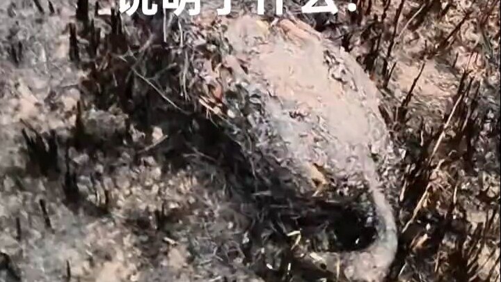 لماذا لا تهرب؟ لن أأكل البط بعد الآن!