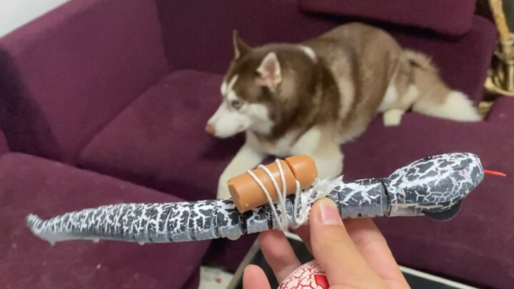 Will the German Shepherd still be scared if you tie a sausage to a toy snake?