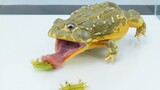 [Food]Eat African bullfrogs