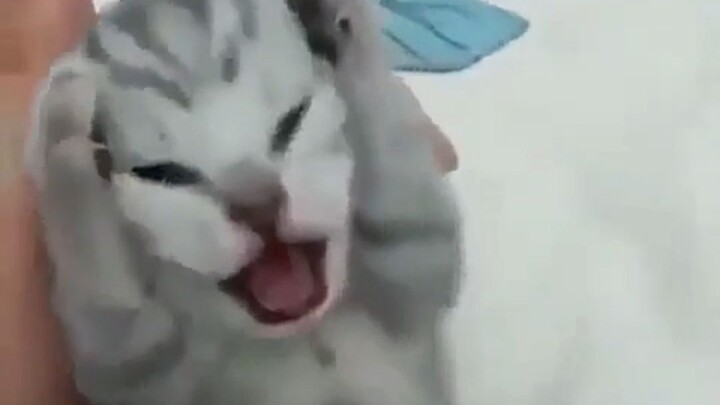 Come on in if your brain has shrunk #6