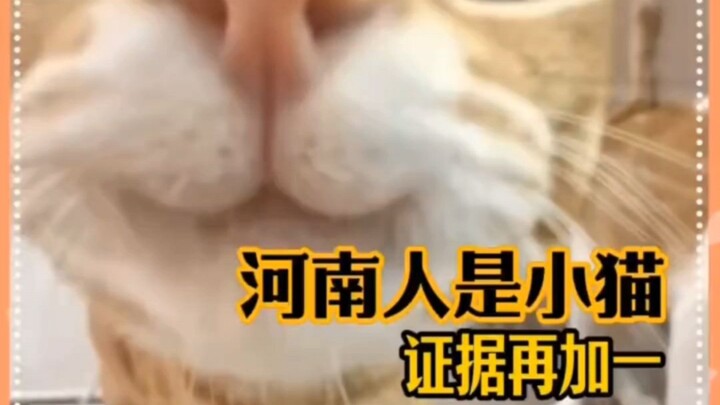 Orang Henan itu kayak sekumpulan kucing kecil #TidakPernahMembayangkan#Kucing