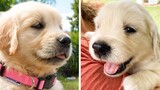 🥰The Best Adorable Golden Puppies in The Planet Makes Your Heart Melt 🐶| Cutest Puppies