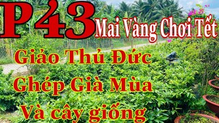 mai vàng chơi tết p43 | 0352989243 Hậu | mai giảo thủ đức ghép già mùa _ mai giảo giá rẻ 50k
