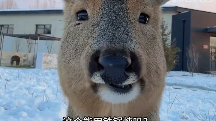 อันนี้ใช้กระทะเหล็กตุ๋นได้ไหม?