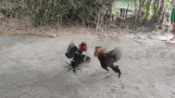 STREET FIGHT SERYE WIN KAMI TALO 3 YEARS OLD NILA JAN. 25, 2026.