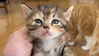 301, 302, and 303 are all my cats now.