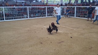 Filipino warrior ni boss Alfred napilay na pero nanalo pa 🐓