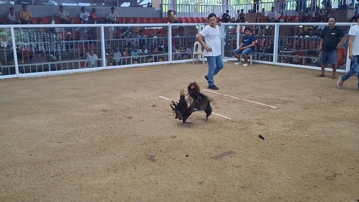 Filipino warrior ni boss Alfred napilay na pero nanalo pa 🐓