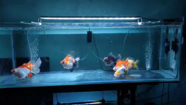 Goldfish kirin