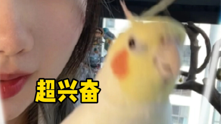 Pretending to take the bird out for a stroll, but secretly sneaking into the vet clinic instead. The