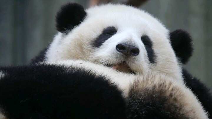 [Pandas] Panda Siblings: He Hua & He Ye