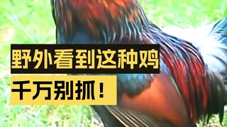 If you see this kind of chicken in the wild and take just one bite, you'll go to jail?