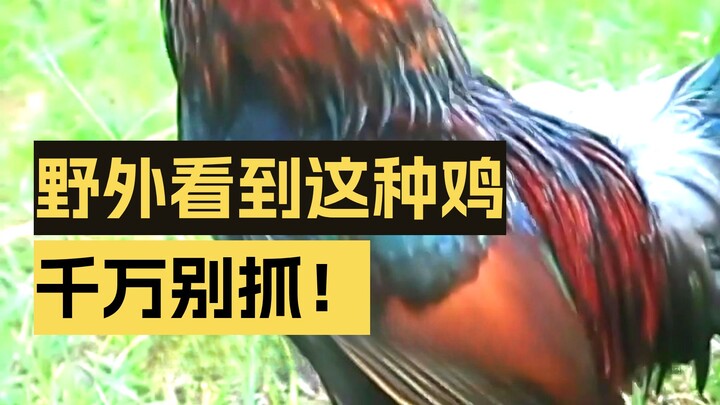 Kalau di alam liar melihat ayam seperti ini, makan sepotong saja langsung dipenjara?