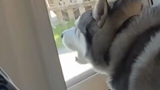 当二哈得知主人要出门后... 这是养了个警报器吧？？？