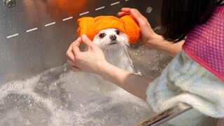 Sangat nyaman untuk membawa anak anjing Anda untuk merasakan pengalaman mandi anak anjing swalayan t