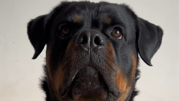 Let’s look forward to the little Rottweiler puppy!
