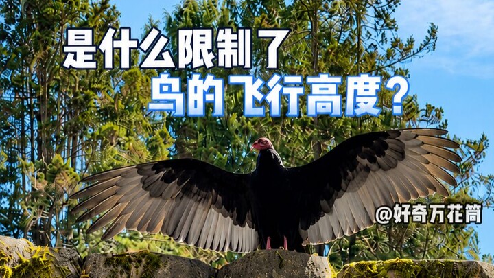 Apa yang membatasi ketinggian terbang burung? #sainspopuler #burung #hewanajaib #tambahpengetahuan