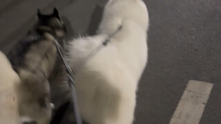 Samoied yang dulu diintimidasi oleh Rourou, kini sudah dewasa dan membalas dendam sendiri. Rourou se