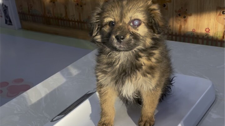 Ini anjing jalanan yang aku angkat tahun 2021, namanya Laibao, sekarang sudah berusia dua tahun. Har