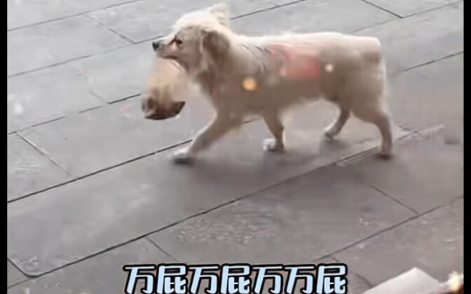 Pahlawan Pantat, kelak saat kau melewati Punggung Anjing Jahat, pasti ada Tim Paw Patrol yang mengaw