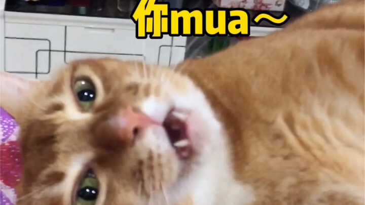 Aku seperti bunga itu