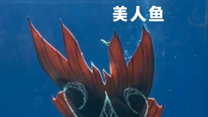 Oh my god, I finally get to see a mermaid!