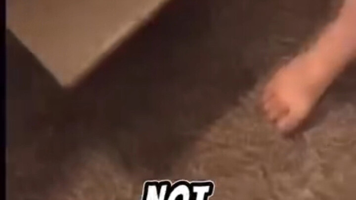 “อย่าออกมาตัวเปล่าต่อหน้าแมวของฉันนะ!”