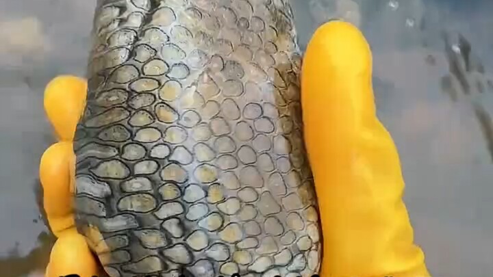 Do you have to turn in this kind of stone if you find it?
