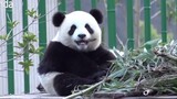 【Panda】Haoyue's face is so cute!