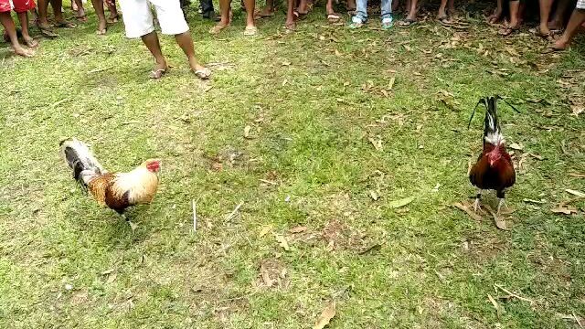 walang sugat mistiso